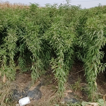 毛桃苗