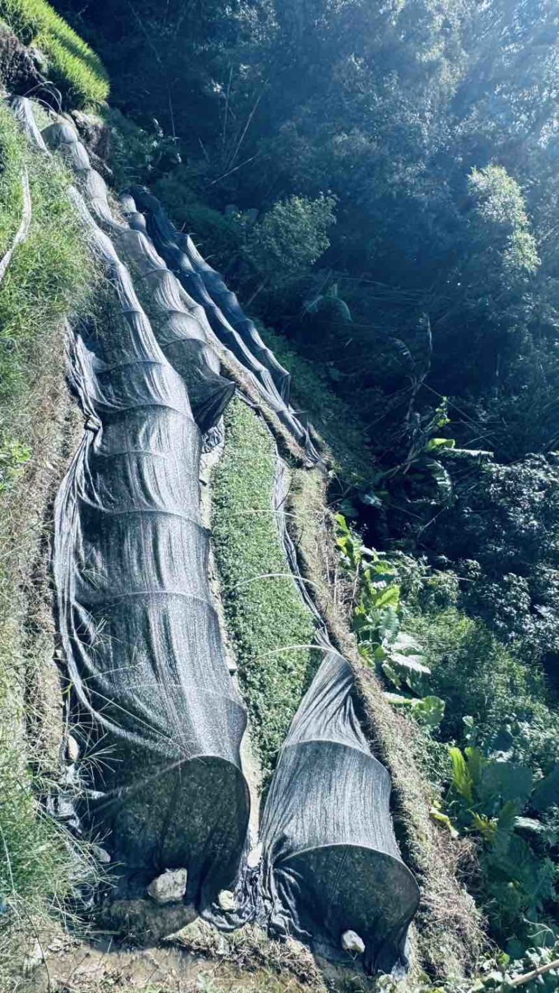 益智苗