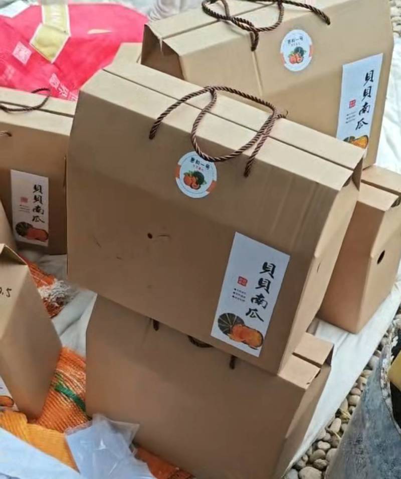 惠和一号贝贝南瓜