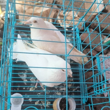 肉鸽子