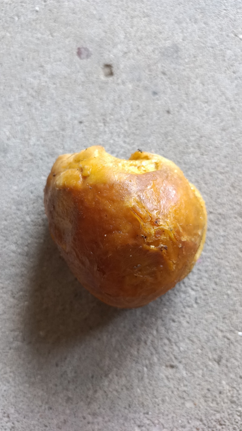 鸡宝