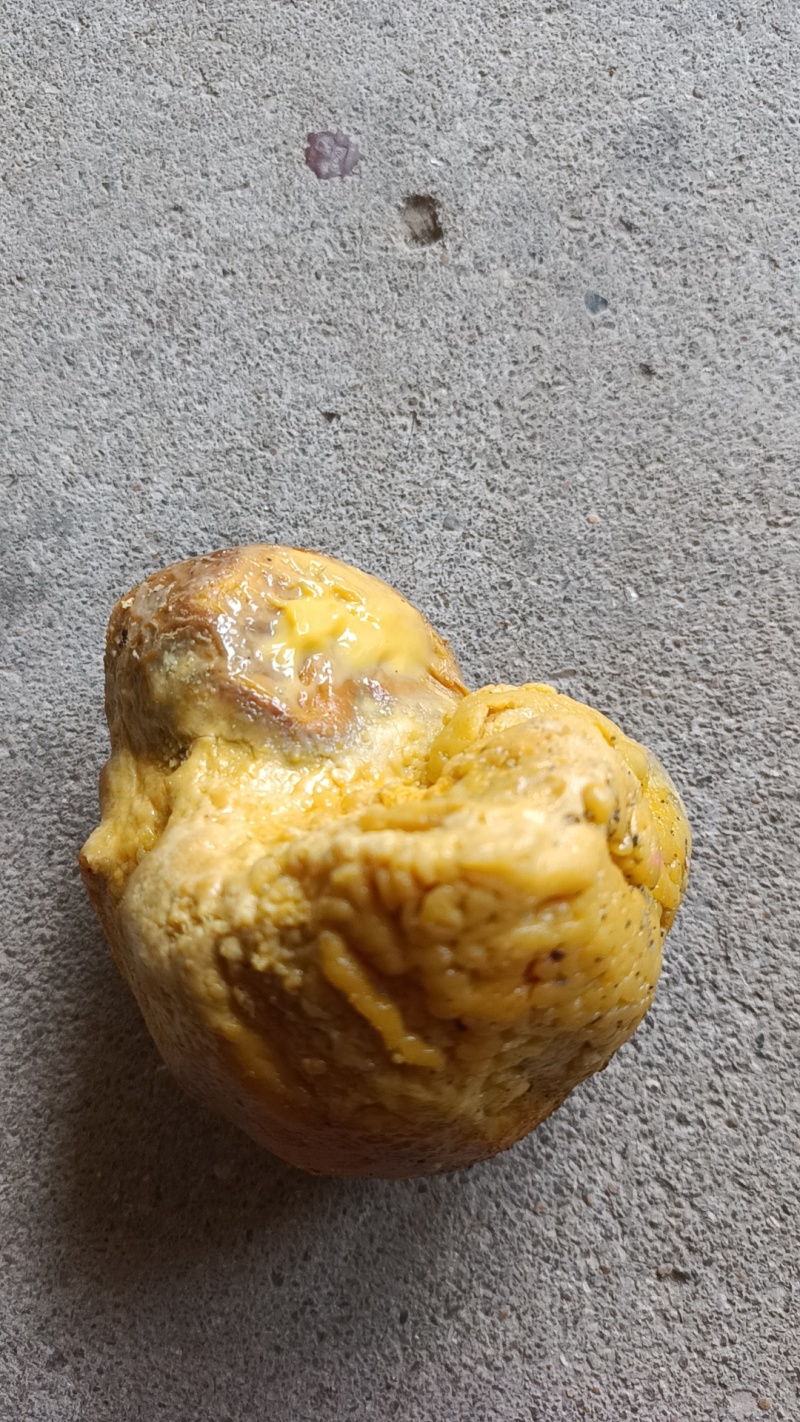 鸡宝
