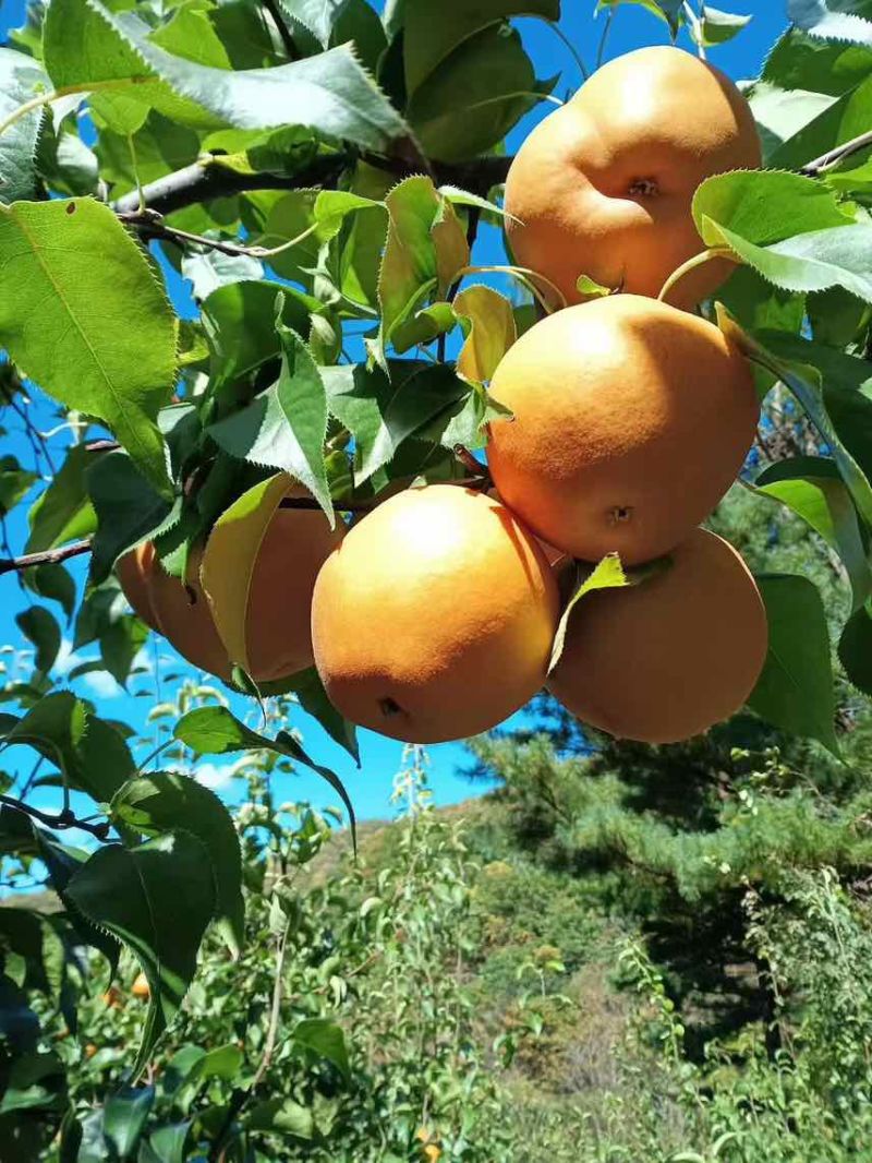 圆黄梨
