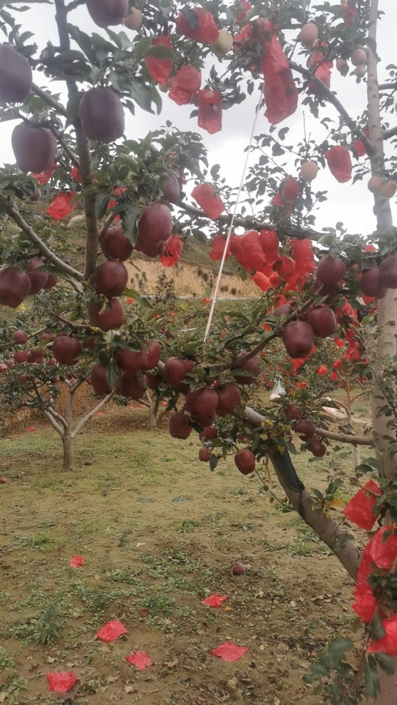 甘肃花牛苹果