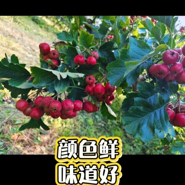山西绛县山楂