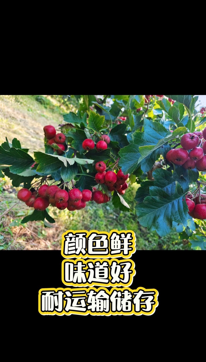 山西绛县山楂