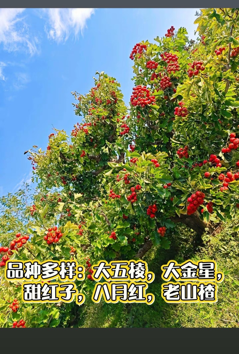 山西绛县山楂
