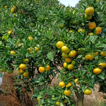 石门蜜橘