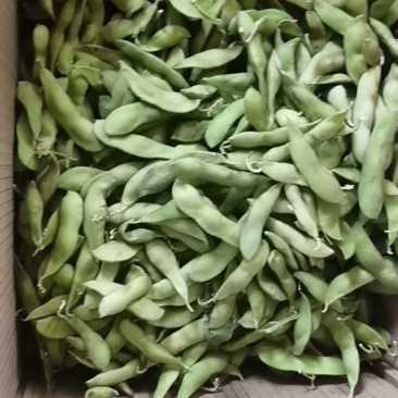 浙江毛豆