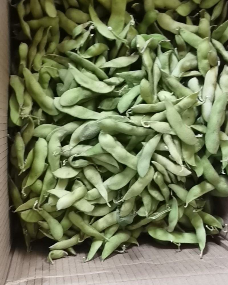 浙江毛豆
