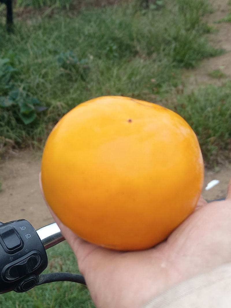 陕西阳丰水果甜柿子🍅
