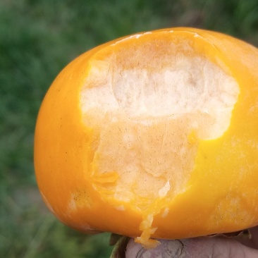 陕西阳丰水果甜柿子🍅