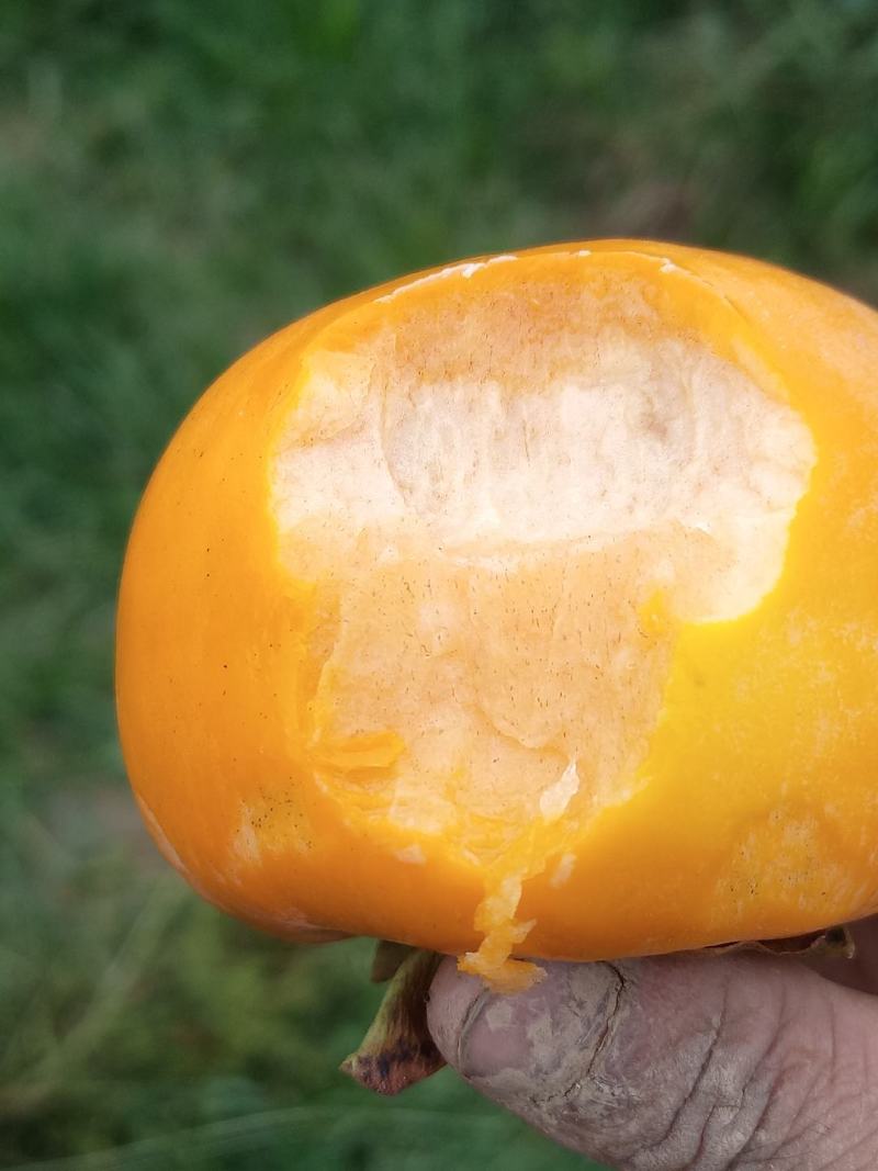 陕西阳丰水果甜柿子🍅