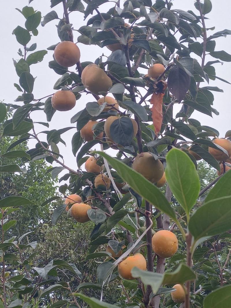 陕西阳丰水果甜柿子🍅