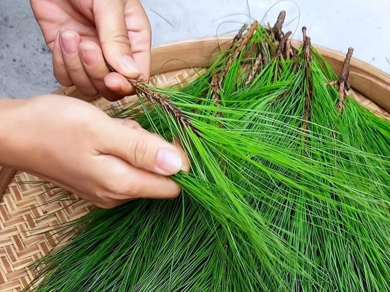 湖南马尾松，松针松果