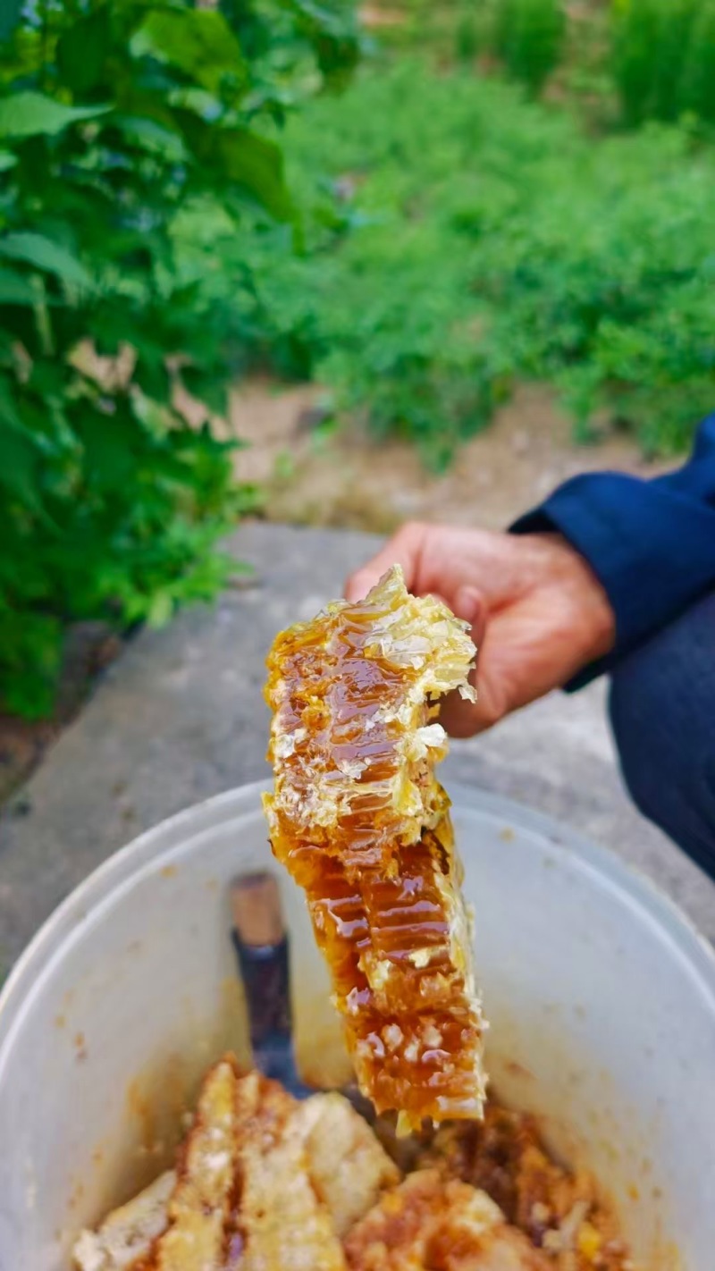 正宗土蜂蜜******货真价实