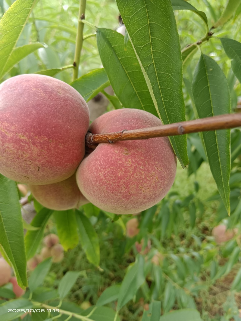 山东城前红冬桃