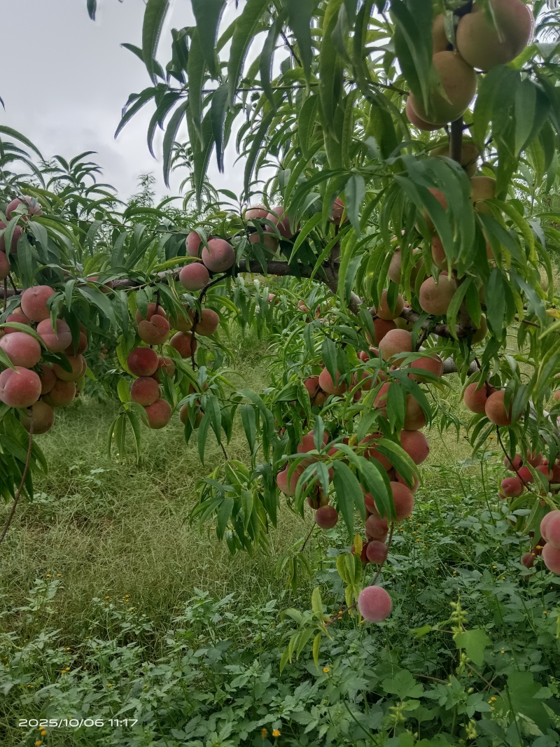 山东城前红冬桃