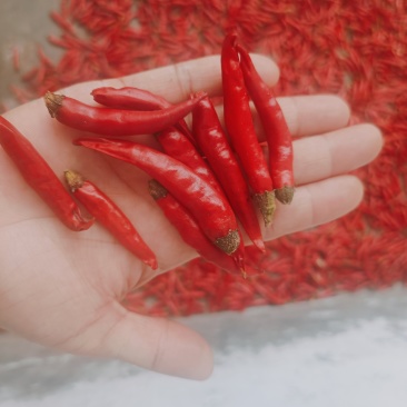 山东蒙阴新鲜小米辣