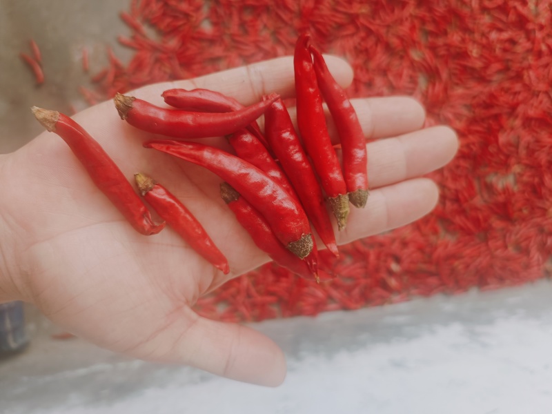 山东蒙阴新鲜小米辣