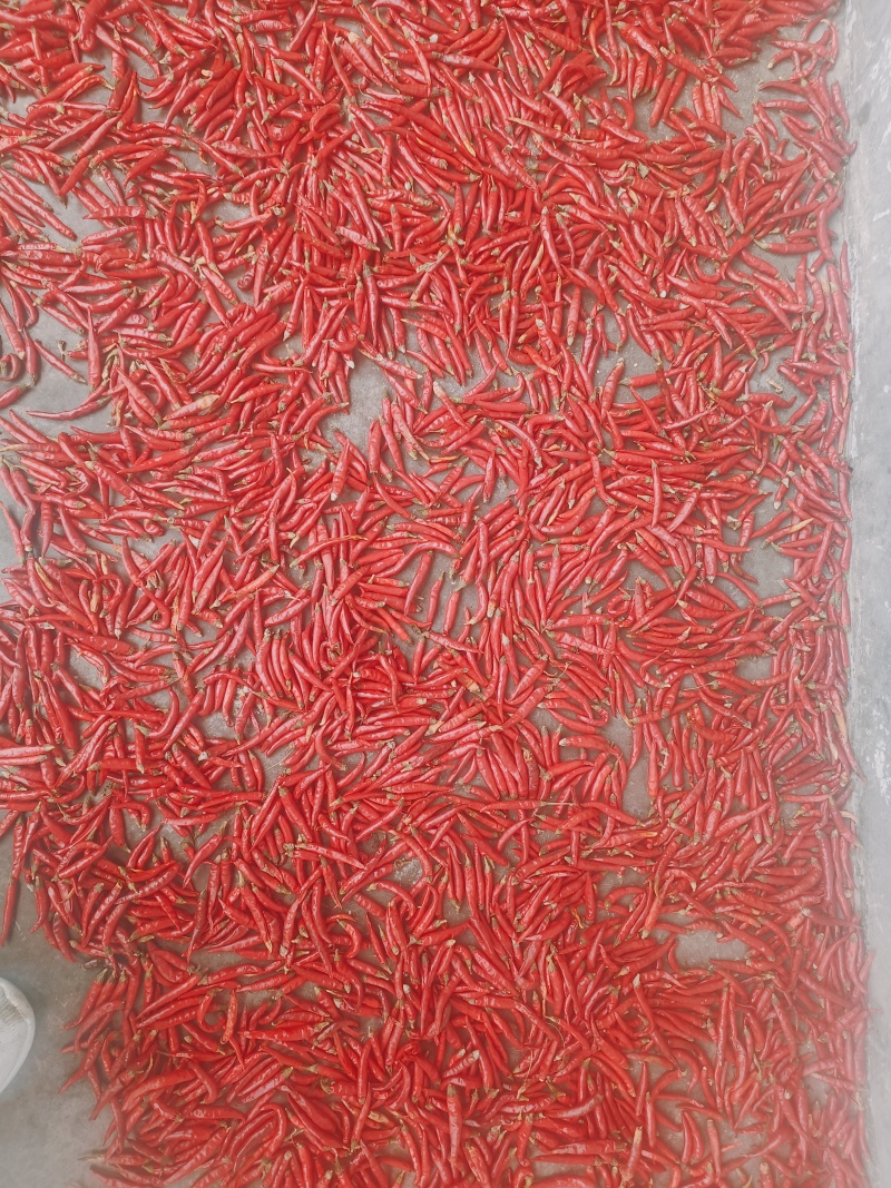 山东蒙阴新鲜小米辣