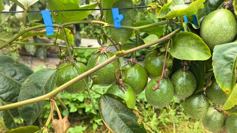 砚山黄金百香果