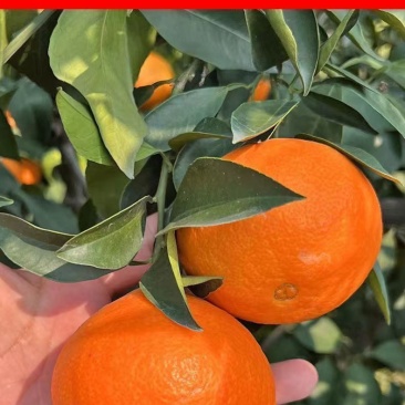 爱媛果冻橙，春见耙耙柑，不知火丑橘