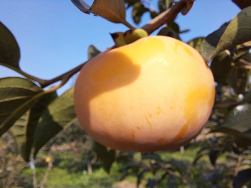 阳丰甜柿