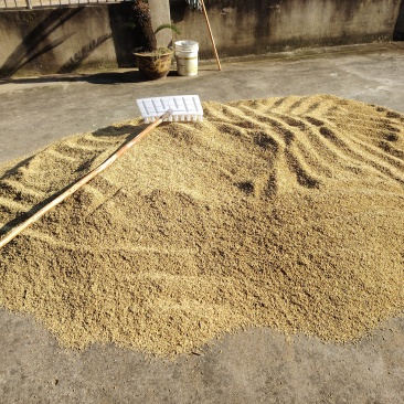 新鲜稻谷