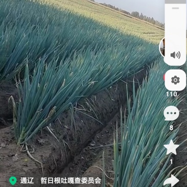 大葱