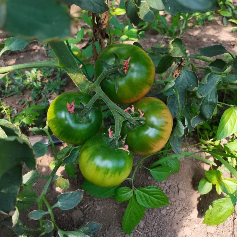 碱地柿子铁皮柿子绿腚柿子草莓柿子番茄