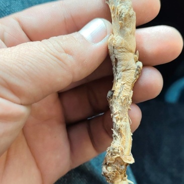 甘草