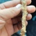甘草