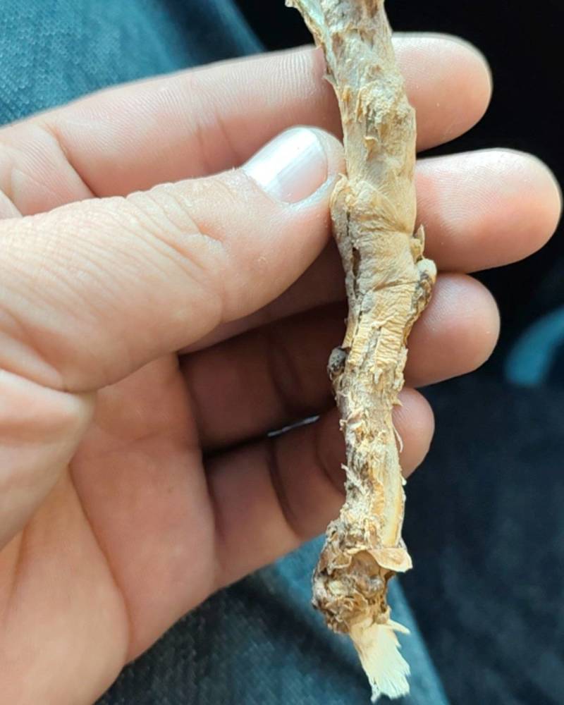 甘草
