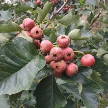 山东省临朐县山楂