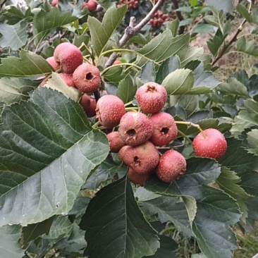 山东省临朐县山楂
