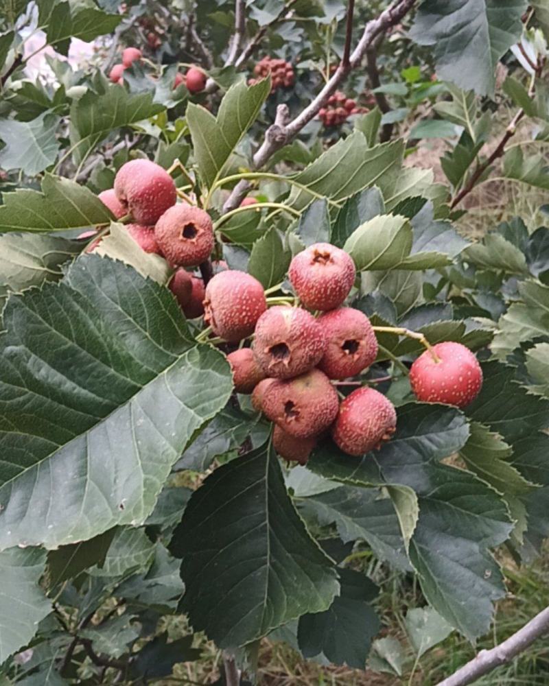 山东省临朐县山楂