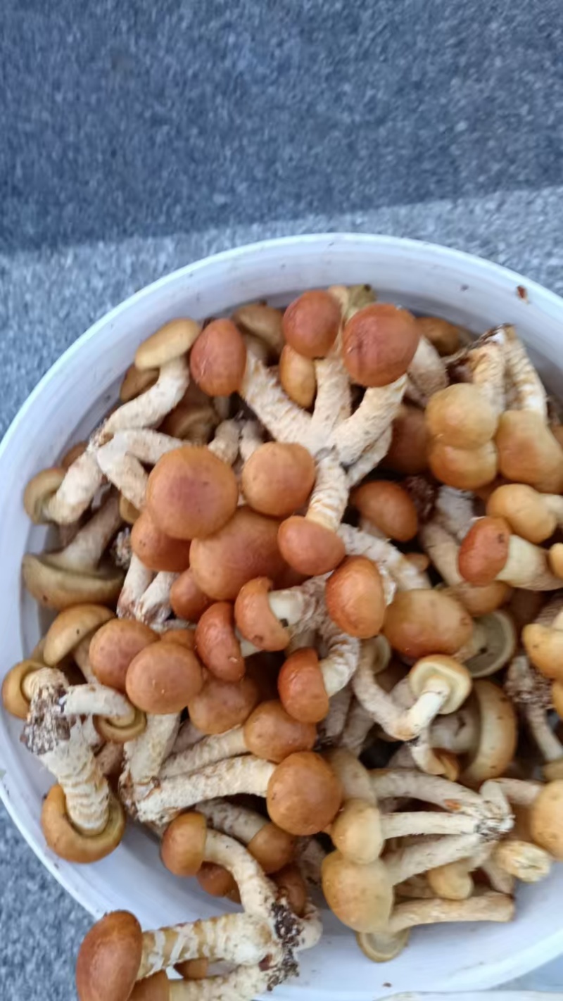 滑子菇