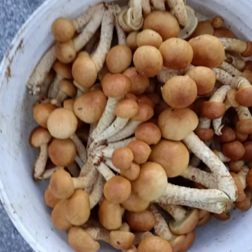 滑子菇
