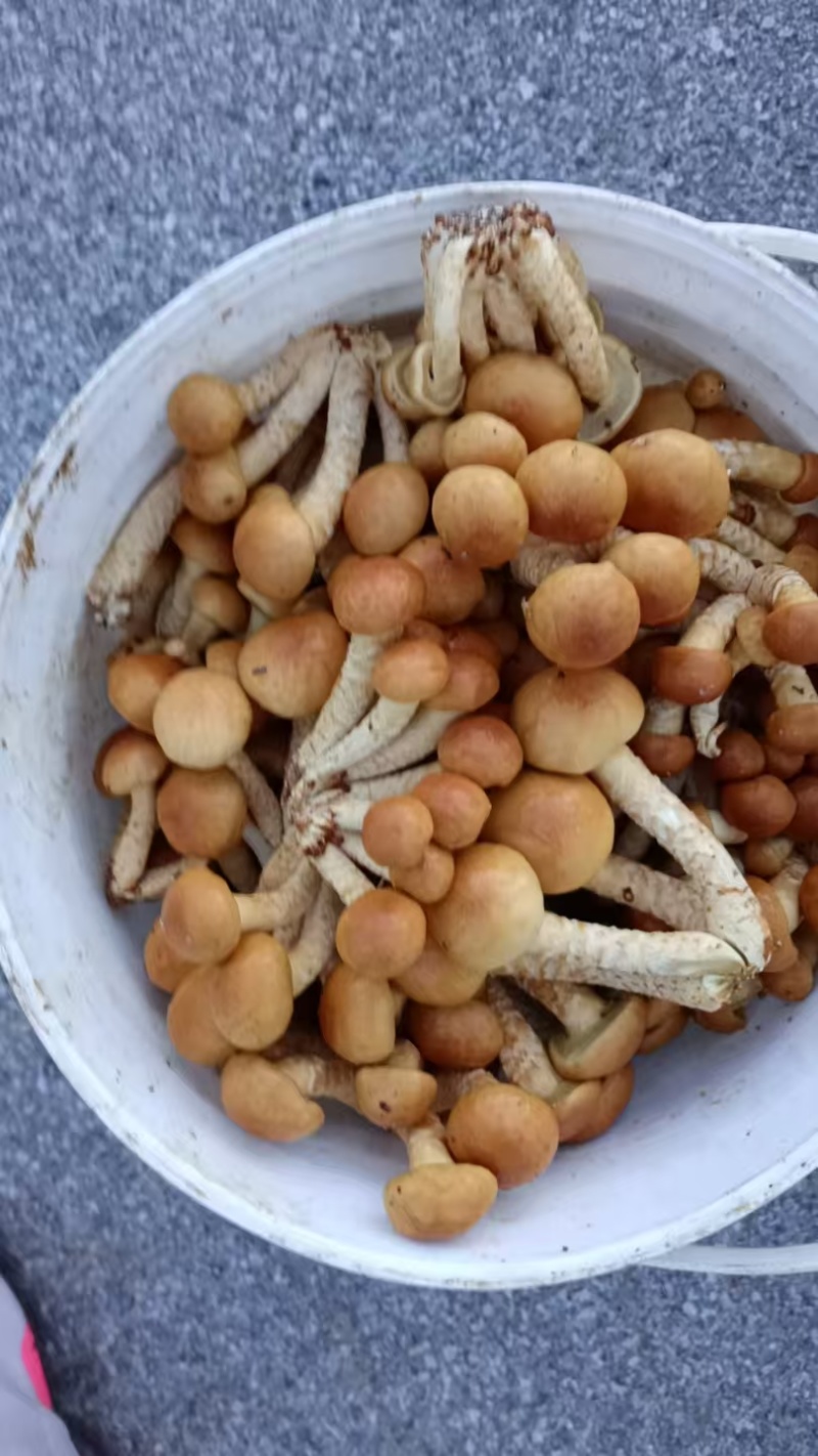 滑子菇