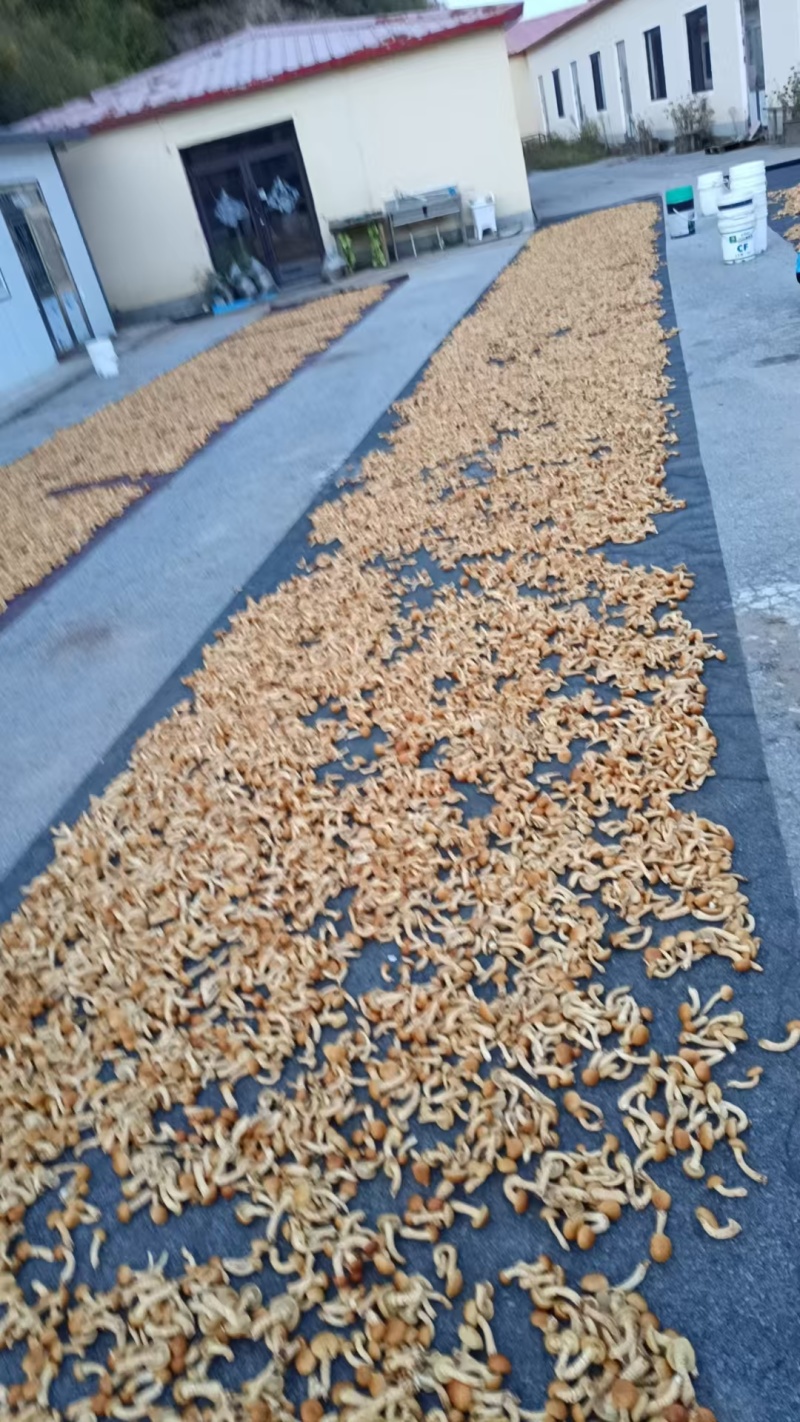 滑子菇