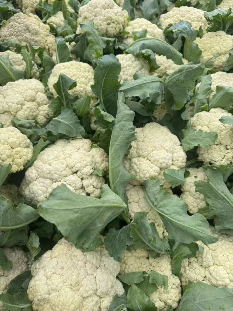 精品花菜