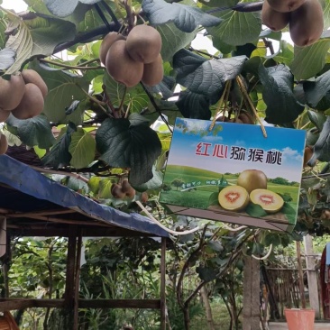 贵州果农红心黄心猕猴桃