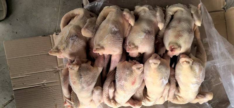老母鸡，550天以上淘汰蛋鸡