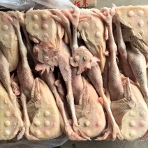 老母鸡，550天以上淘汰蛋鸡