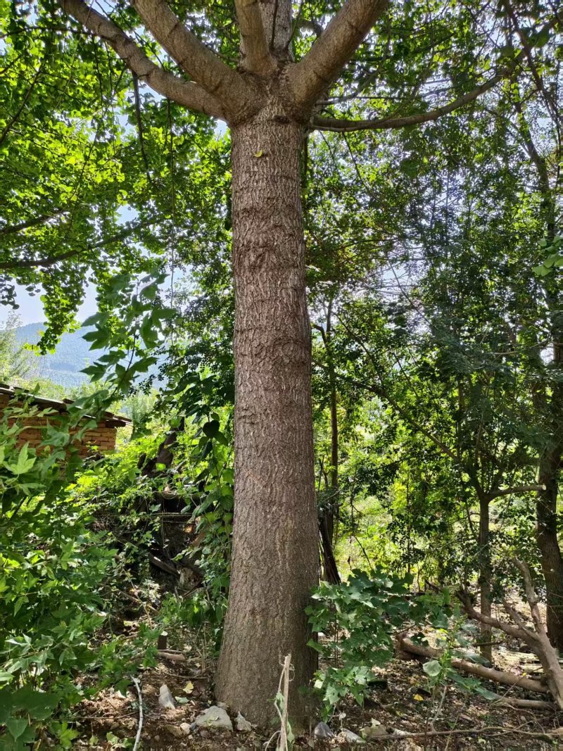 银杏，五角枫，对节白腊