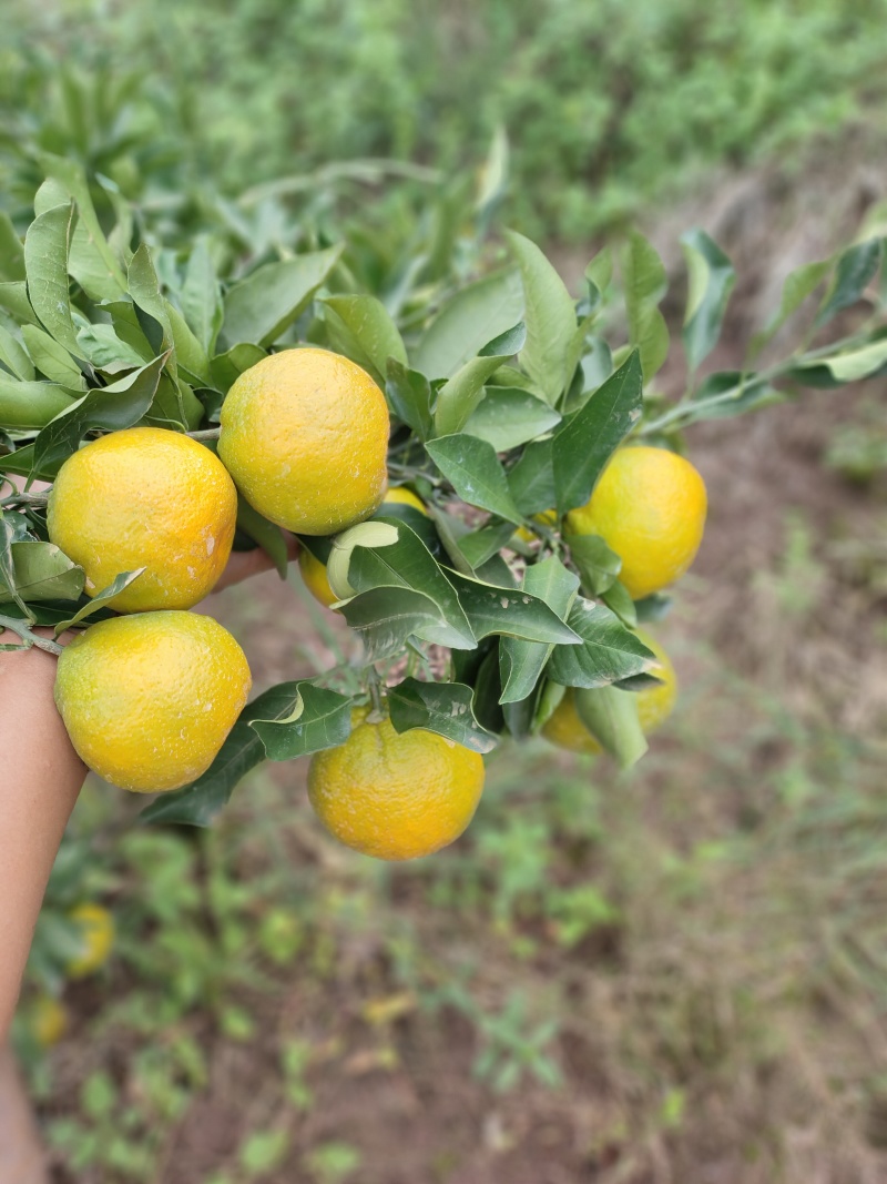 资阳蜜橘