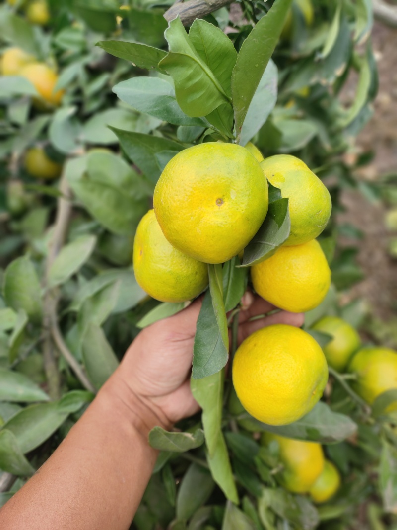资阳蜜橘