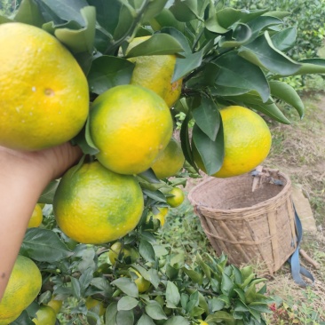 资阳蜜橘