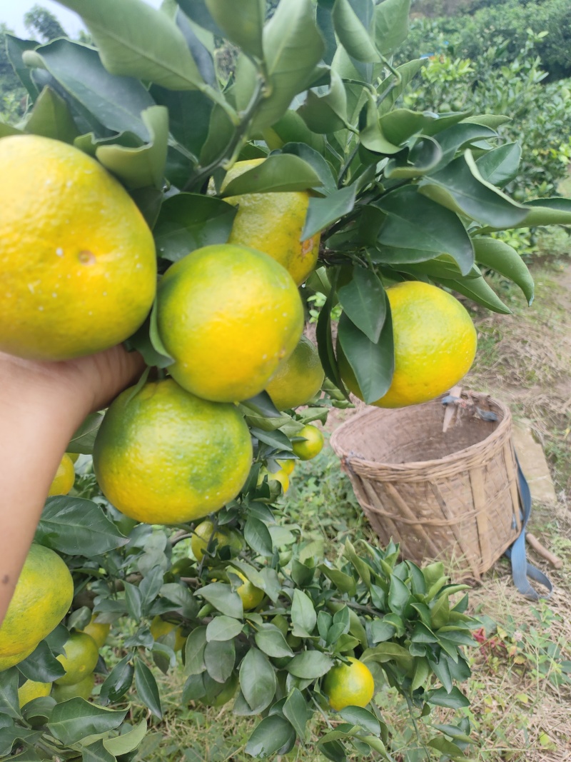 资阳蜜橘